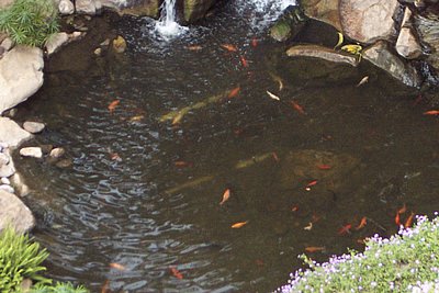 Pond