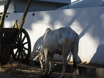 Cow