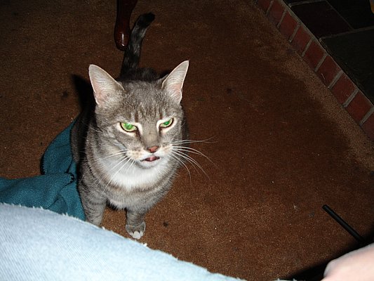 Cat #1