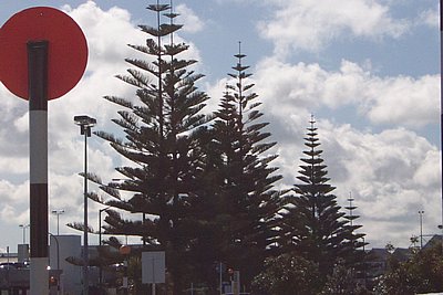 Funky NZ Trees
