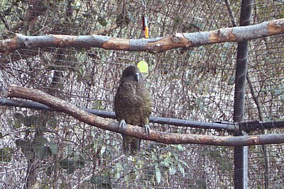 Alpine Parrot