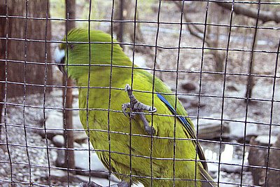 Lorikeet