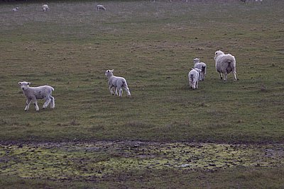 NZ Lambs