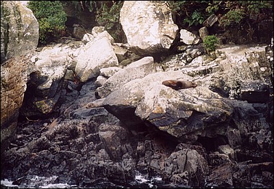 NZ Fur Seals