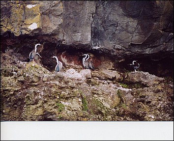 Better picture of the birds