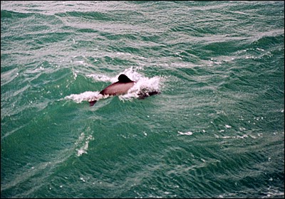 Hector's Dolphin