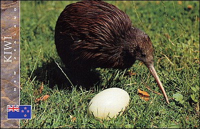 A New Zealand Kiwi Bird